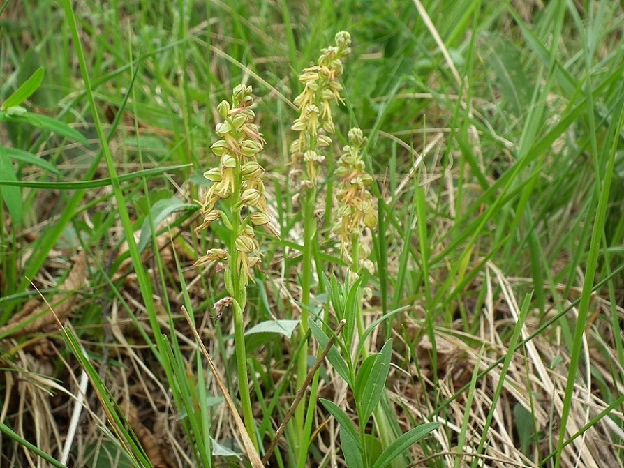 Orchis anthropophora